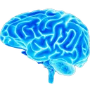 bigbrain
