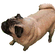 :nadoBOYE: