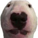 Walter Walter