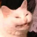 meow Discord Emoji