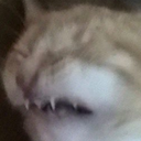 catOOF Discord emoji