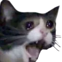 cadeGreif