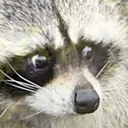 raccoonconcern