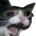 CatScream CatScream