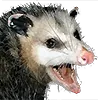 Possum_feeona