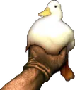 Quack_Champions