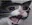 Gatosad GatoSad Discord Emoji