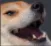 dogkek dogkek
