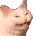 stressedcat