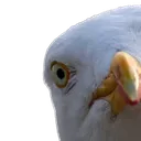 gull1