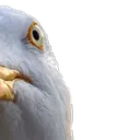 gull2