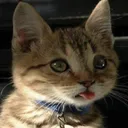 bleb bleb