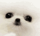:doggo: Discord Emote