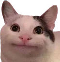 nicecatto