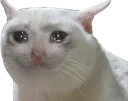cryingcatto