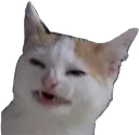 nolikecat nolikecat