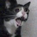 cry