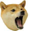 angrydoge angrydoge