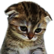 :catsad: Discord Emote