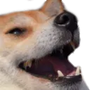 dogekek