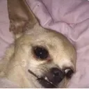 TiredDoggo