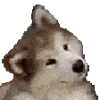 cutedog cutedog