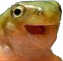 frogchamp