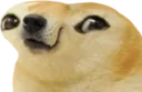 pierogi