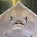 stingray_whoa