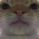 bruh bruh