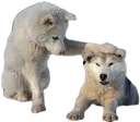 wolfpat