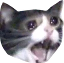 Catcry