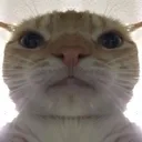 reflectioncat