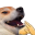 dogkek