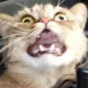 FEARcat FEARcat