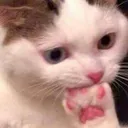 mauthink mauthink
