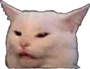 Cat Cat