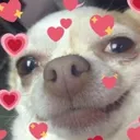 dogheart