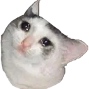 sadcat