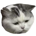 sadderCat sadderCat