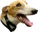GreyHoundemote
