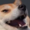 Smug_Shibe
