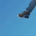 ninja7