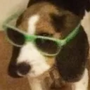 CoolDoggo CoolDoggo