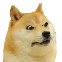 angrydoge
