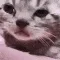 cryingcat cryingcat
