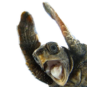 happyturtle
