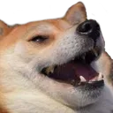 dogeLOL