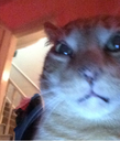 :teddycat: Discord Emote