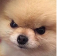 Rs_DogGucha Discord emoji